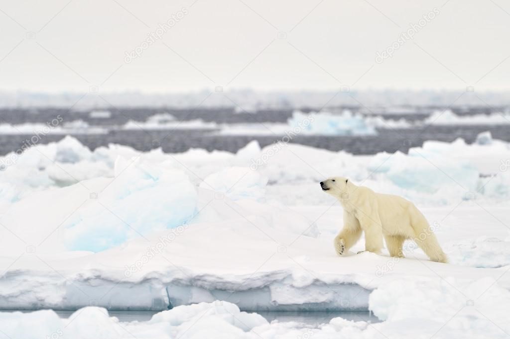 Ours polaire sur banquise