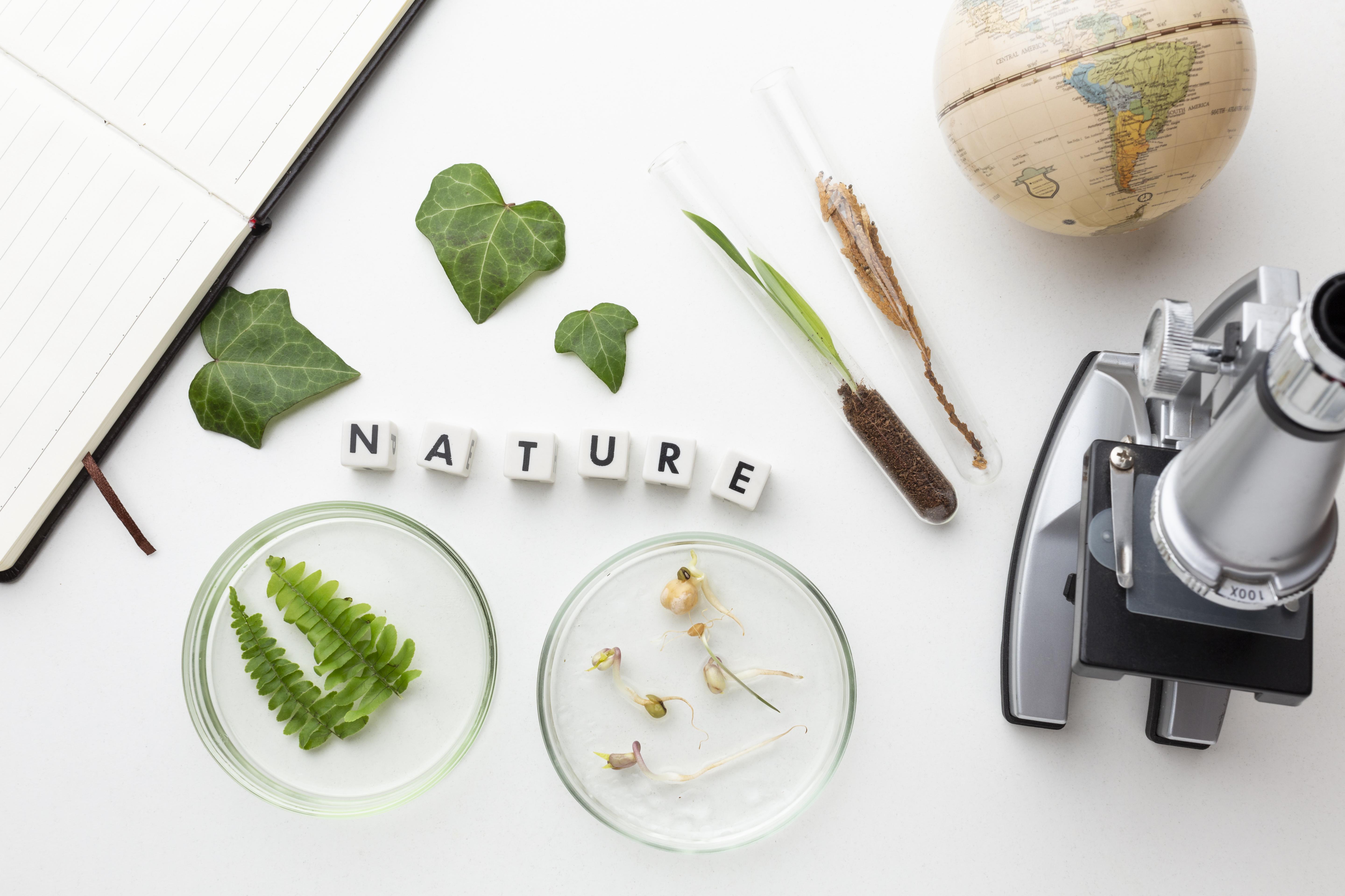 Plantes-vue-dessus